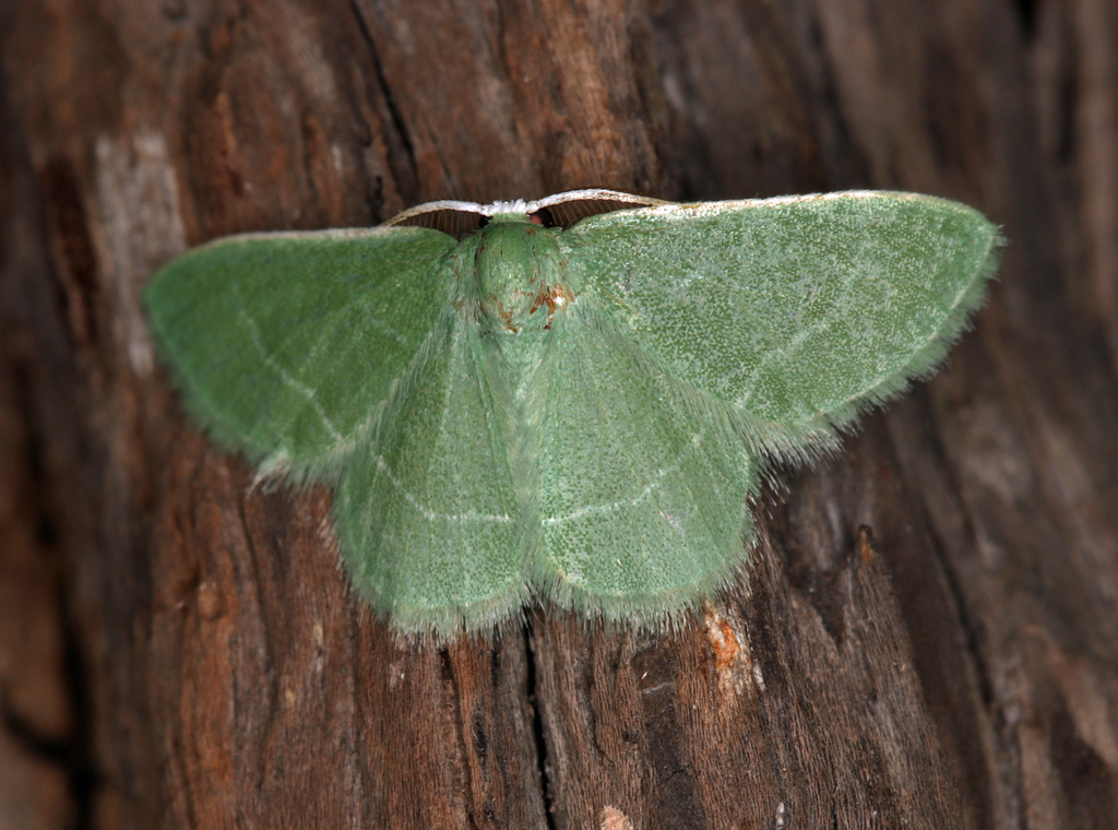 Chlorissa malescripta