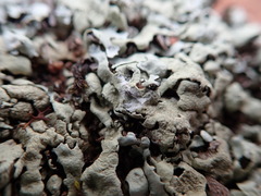 Xanthoparmelia taractica