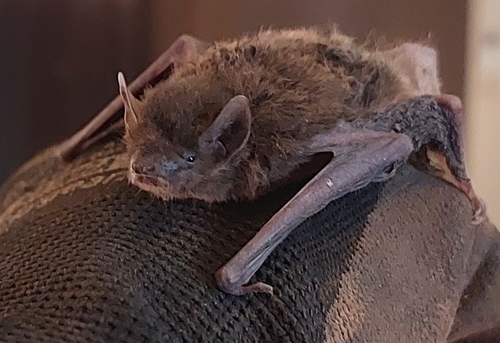 Finlayson's Cave Bat