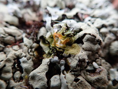 Xanthoparmelia taractica