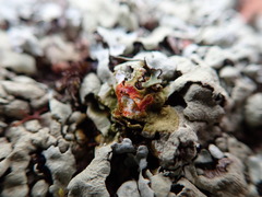 Xanthoparmelia taractica