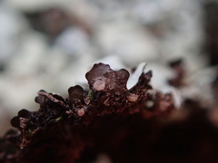 Xanthoparmelia taractica