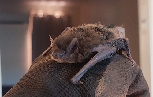 Finlayson's Cave Bat