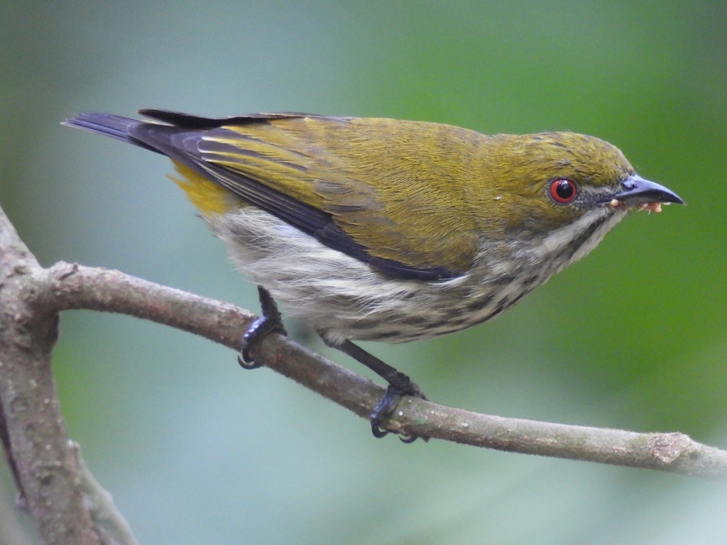 Yellow-vented Flowerpecker (Pachyglossa chrysorrhea) photo