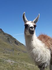 Lama
