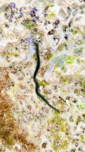 Greenleaf Worm