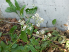 Lepidium latifolium