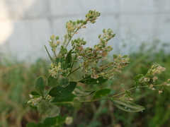 Lepidium latifolium