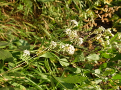 Lepidium latifolium
