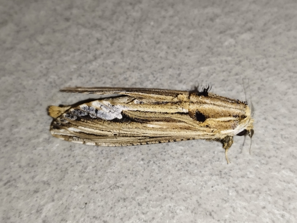 Duomitus ceramica