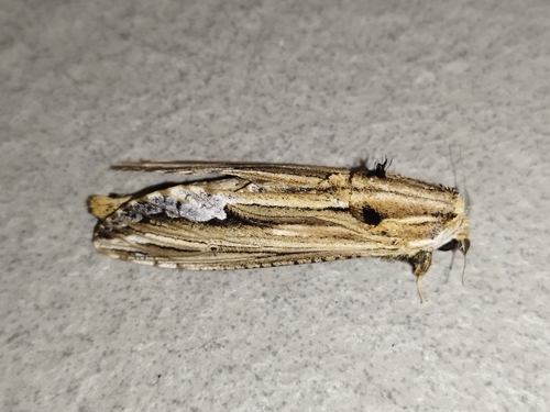 Duomitus ceramicus Walker, 1865