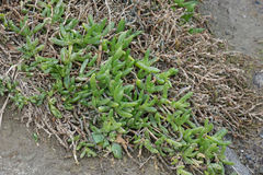 Disphyma australe australe