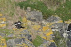 Leucocarbo chalconotus