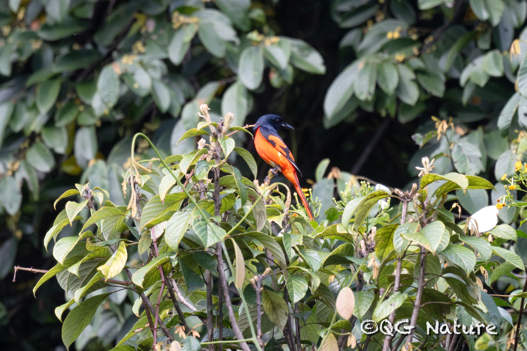 Scarlet Minivet