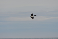 Leucocarbo chalconotus