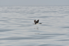 Leucocarbo chalconotus