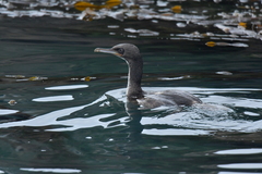 Leucocarbo chalconotus