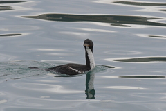 Leucocarbo chalconotus