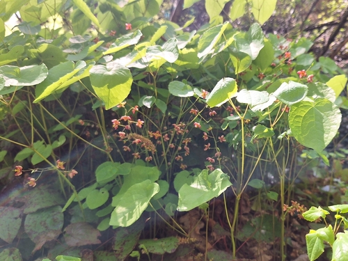 Image of Epimedium alpinum by (c) Miha Jurić, some rights reserved (CC BY)