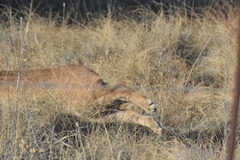 Caracal caracal caracal