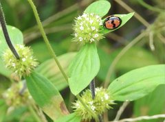 Cheilomenes sexmaculata