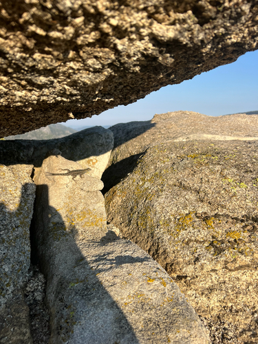 iNaturalist observation photo of Spiny Lizards