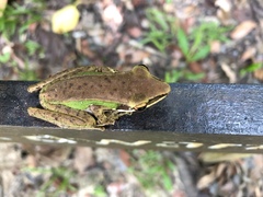 Chalcorana raniceps