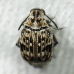 Neltumius arizonensis