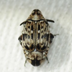Neltumius arizonensis
