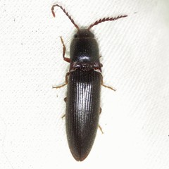 Dicrepidius corvinus