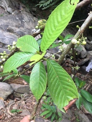 Actinidiaceae