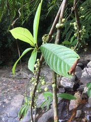 Actinidiaceae