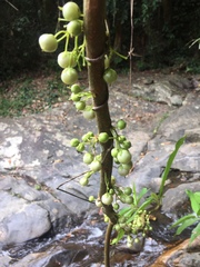 Actinidiaceae