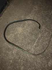 Dendrelaphis caudolineatus