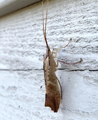 Nemotaulius hostilis