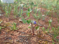 Erodium crinitum