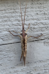 Nemotaulius hostilis