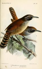 Coraya Wren photo 3