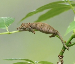 Angozongahy Nosed Chameleon photo 3