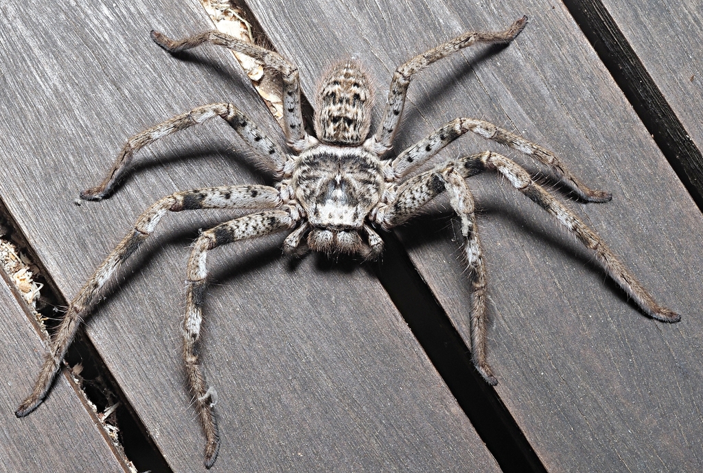 Western Australian Banded Huntsman from Kalamunda WA, Australia on ...