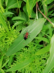 Oncopeltus nigriceps