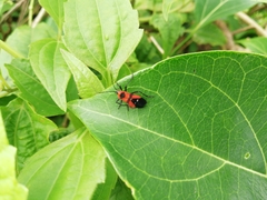Oncopeltus nigriceps