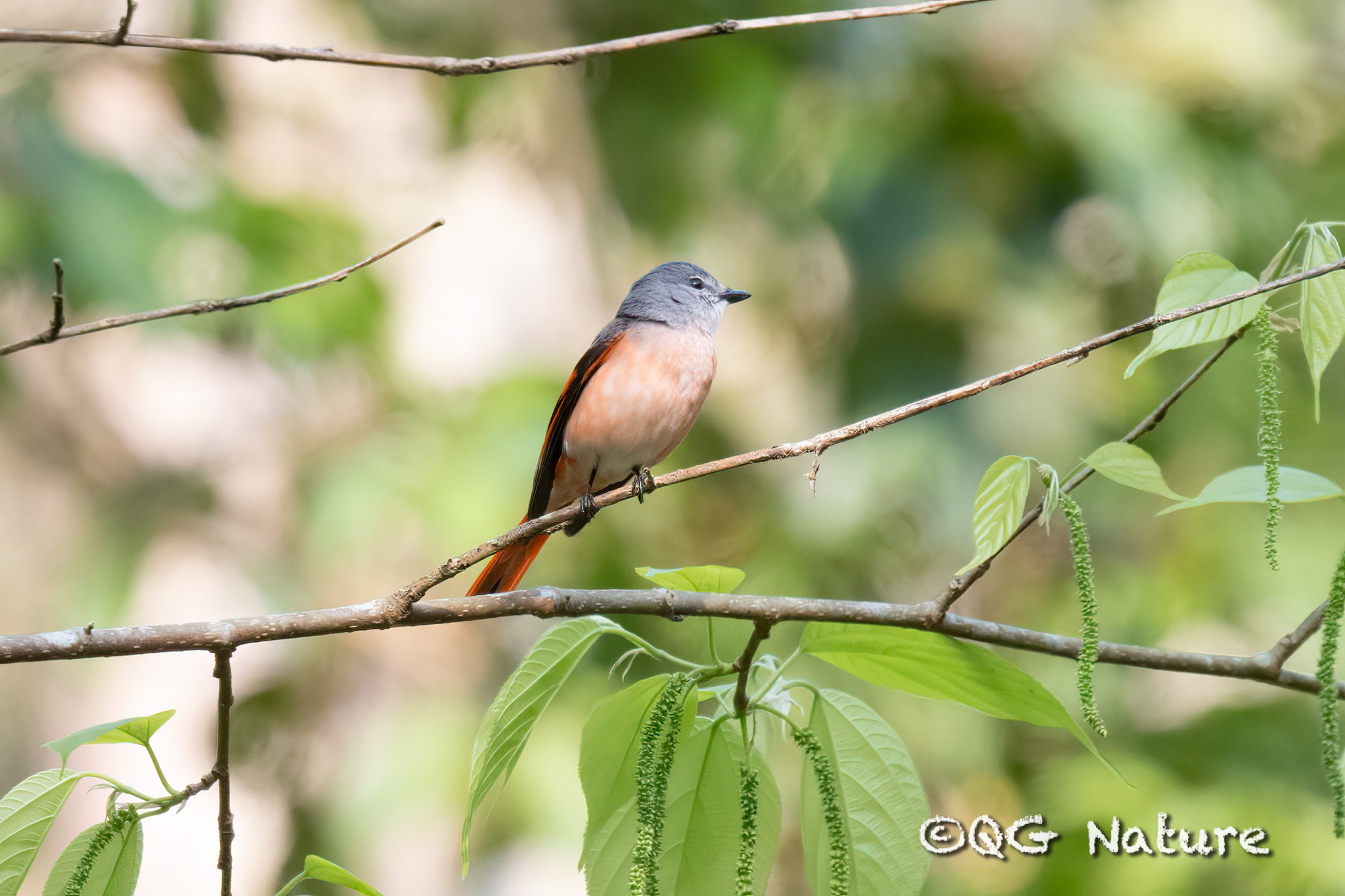 Rosy Minivet