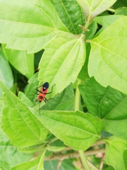 Oncopeltus nigriceps