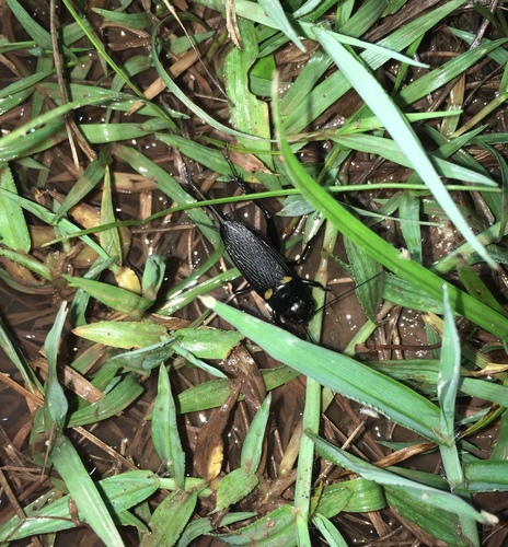 Southern Field Cricket