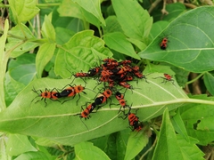 Oncopeltus nigriceps