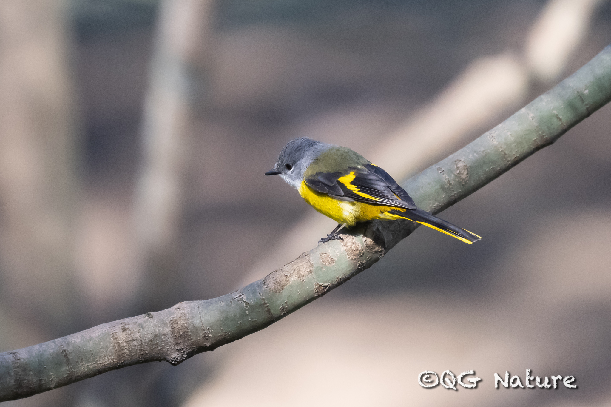 Grey-chinned Minivet