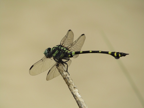 Common Flangetail
