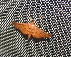 Endocrossis caldusalis