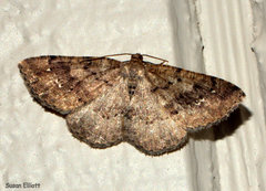 Homochlodes disconventa